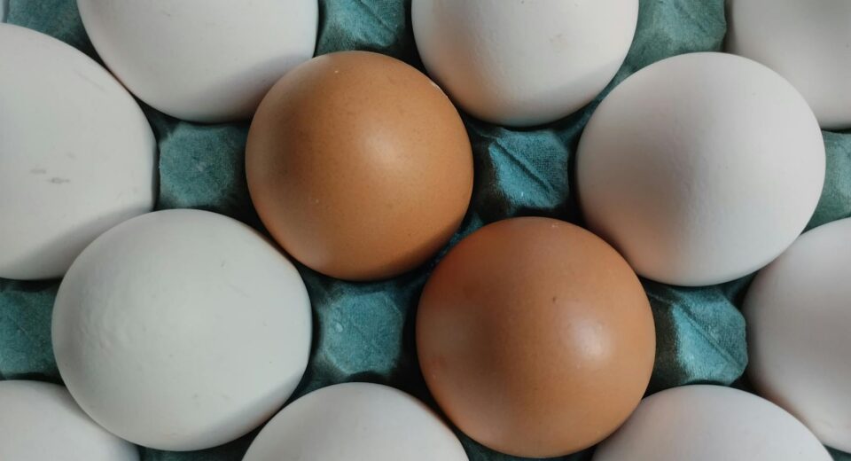 A detailed view of brown and white eggs placed in a blue egg carton, showcasing contrast.