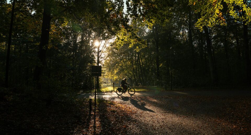A cyclist travels through a sunlit forest path in autumn, casting shadows.