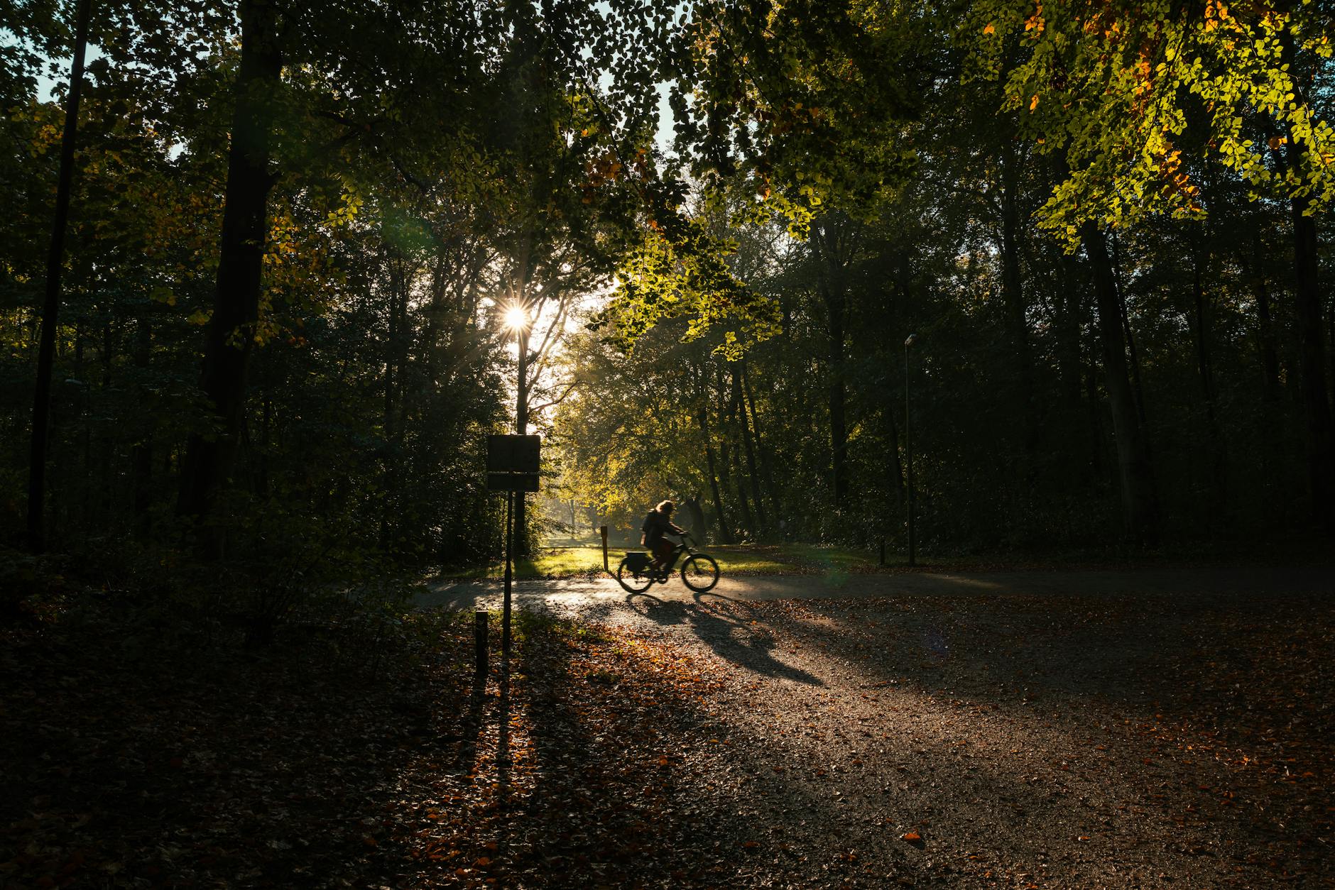 A cyclist travels through a sunlit forest path in autumn, casting shadows.