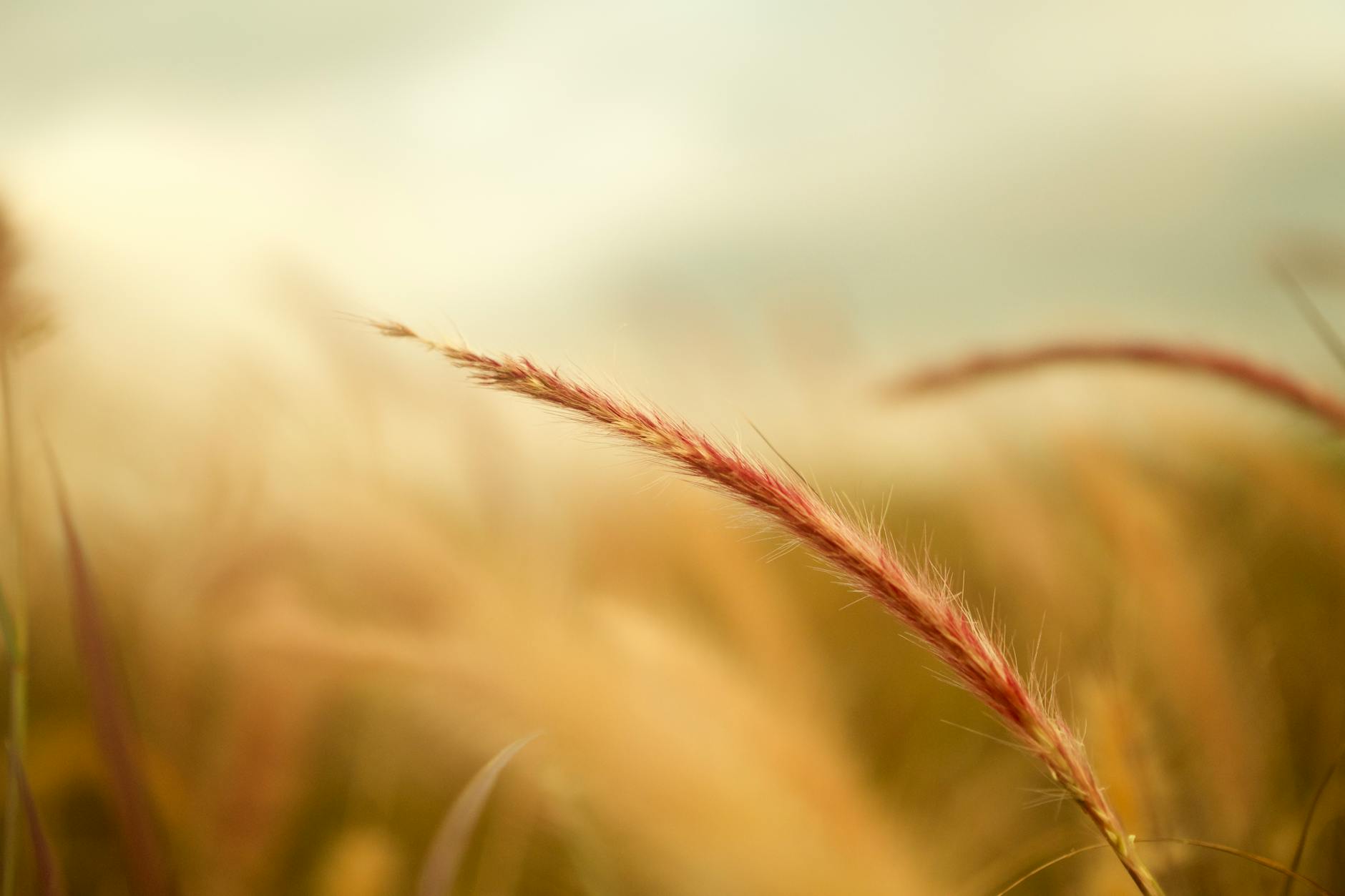 A detailed close-up of wheat in a field with warm, soft focus tones, evoking a peaceful atmosphere.